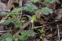 Tulare gooseberry (Ribes tularense)
