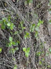 Island gooseberry (Ribes viburnifolium)