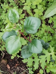 Island gooseberry (Ribes viburnifolium)
