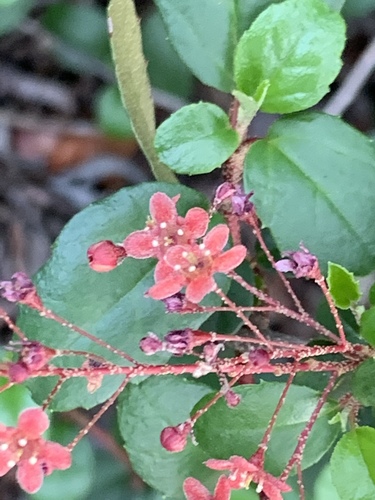 Island gooseberry (Ribes viburnifolium)