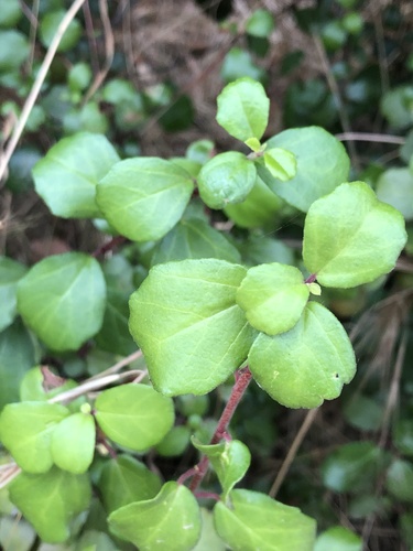 Island gooseberry (Ribes viburnifolium)