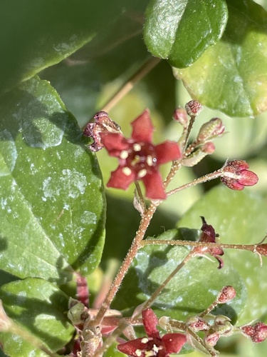 Island gooseberry (Ribes viburnifolium)
