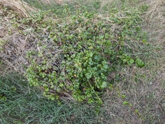 Island gooseberry (Ribes viburnifolium)