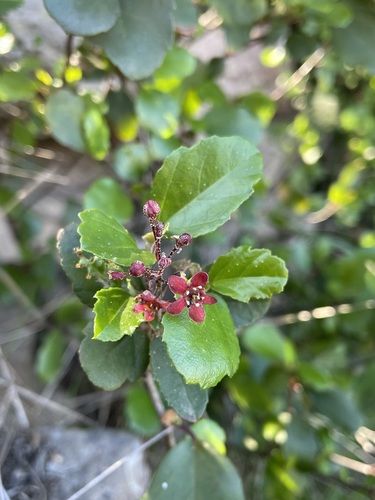 Island gooseberry (Ribes viburnifolium)
