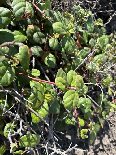 Island gooseberry (Ribes viburnifolium)