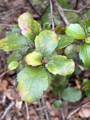 Island gooseberry (Ribes viburnifolium)