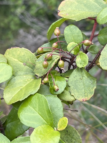 Island gooseberry (Ribes viburnifolium)