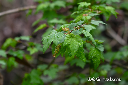 Ribes viridiflorum (Ribes viridiflorum)