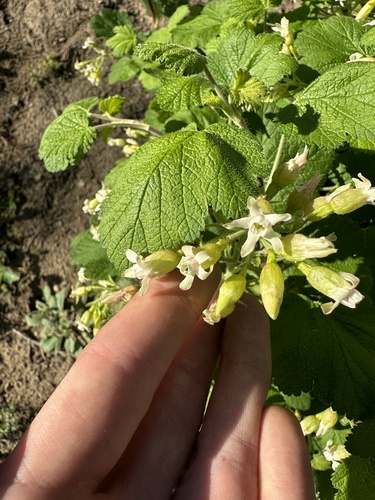 Sticky currant (Ribes viscosissimum)