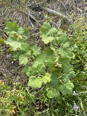 Sticky currant (Ribes viscosissimum)