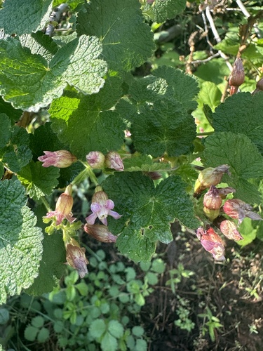 Sticky currant (Ribes viscosissimum)