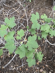 Sticky currant (Ribes viscosissimum)