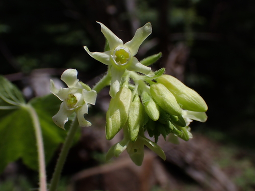 Sticky currant (Ribes viscosissimum)
