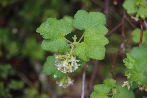 Sticky currant (Ribes viscosissimum)