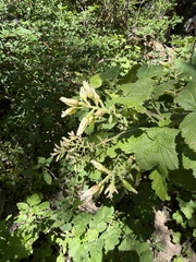 Sticky currant (Ribes viscosissimum)