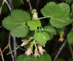 Sticky currant (Ribes viscosissimum)