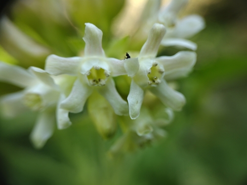 Sticky currant (Ribes viscosissimum)