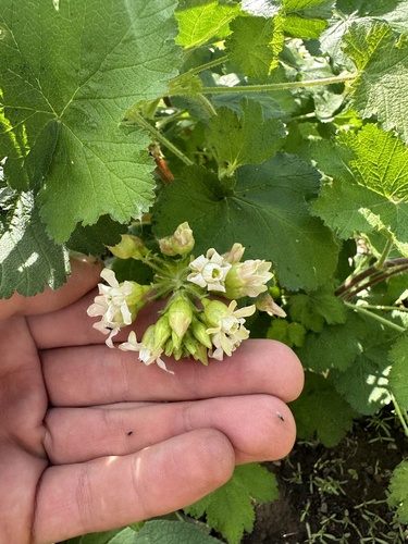 Sticky currant (Ribes viscosissimum)