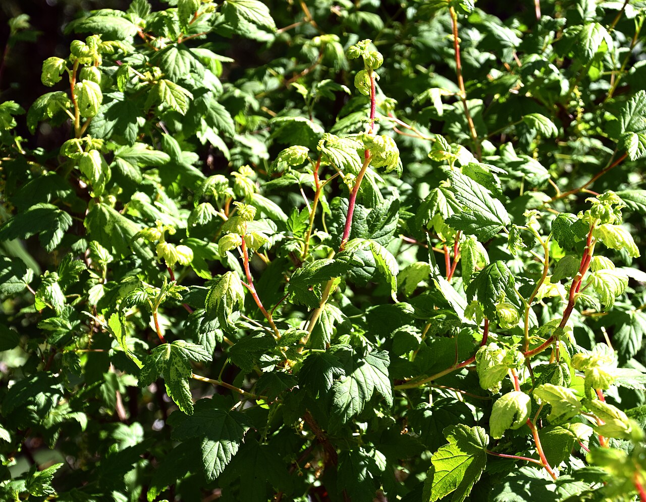 Wolf's currant: Ribes wolfii in Dunedin Botanic Garden, Dunedin, New Zealand