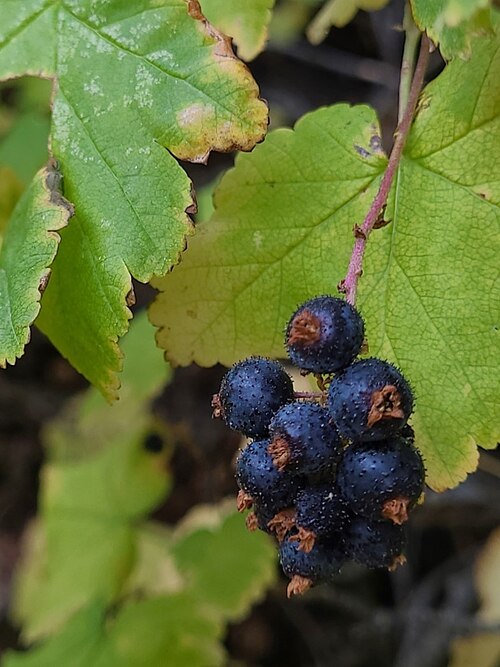 Wolf's currant: Fruits of the plant Ribes wolfii photographed in Salt Lake County, Utah, USA.