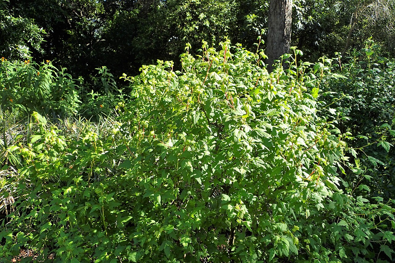 Wolf's currant: Ribes wolfii in Dunedin Botanic Garden, New Zealand