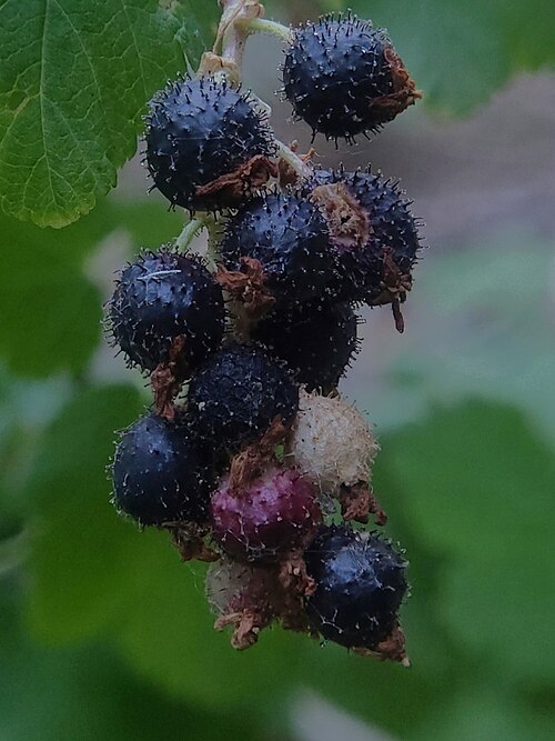 Wolf's currant: Fruits of the plant species Ribes Wolfii from Salt Lake County, Utah, USA.
