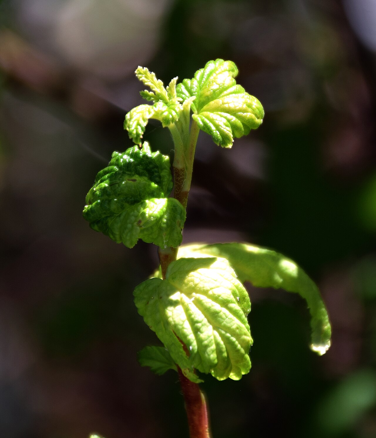 Wolf's currant: Ribes wolfii in Dunedin Botanic Garden, Dunedin, New Zealand
