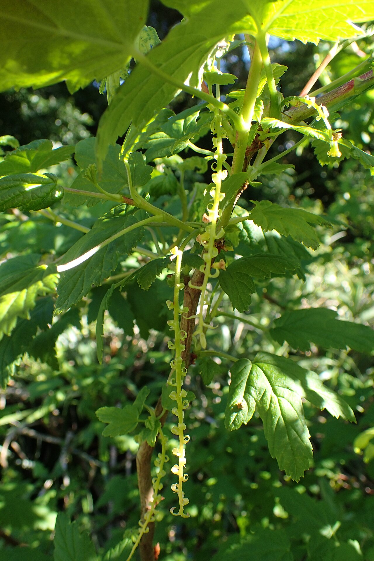 Wolf's currant: Ribes wolfii in Dunedin Botanic Garden, New Zealand