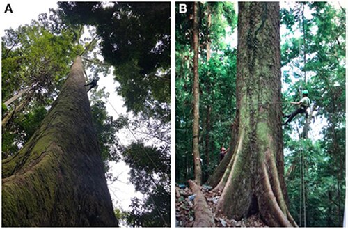 Yellow meranti: Jamiluddin (Unding) bin Jami climbing the tree in January 2019 to verify its (A) height and (B) diameter above buttress. The tree is a Shorea faguetiana, locate