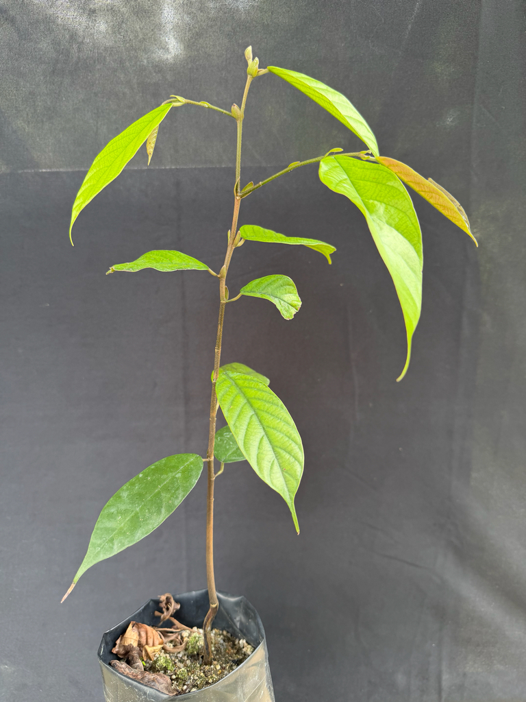 Yellow meranti (Richetia longisperma)