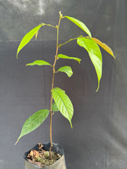 Yellow meranti (Richetia longisperma)
