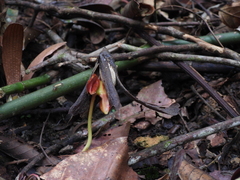 Yellow meranti (Richetia longisperma)