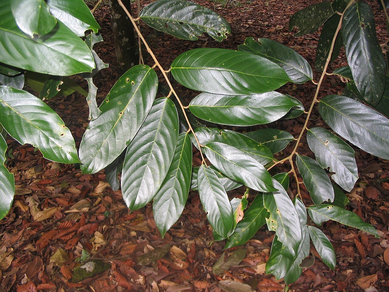 Yellow meranti: Shorea maxima - branche basse - Forest Research Institute of Malaysia - Kepong - Malaysia