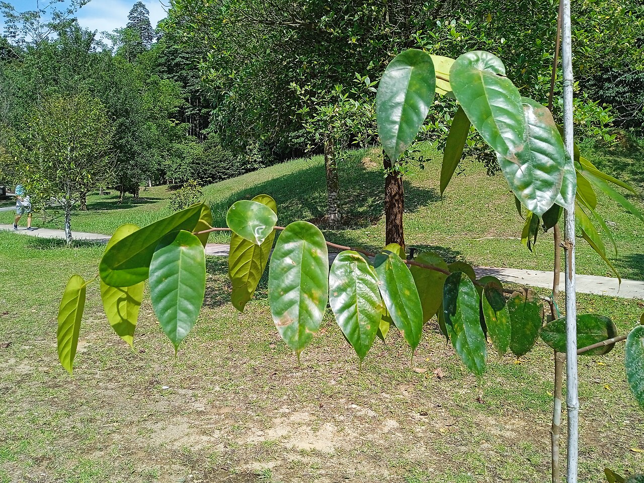 Yellow meranti: Pokok meranti telepok (Richetia peltata) di Taman Botani Kepong, Malaysia