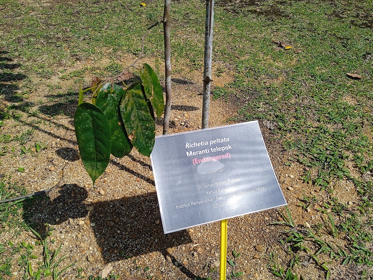 Yellow meranti: Pokok meranti telepok (Richetia peltata) di Taman Botani Kepong, Malaysia