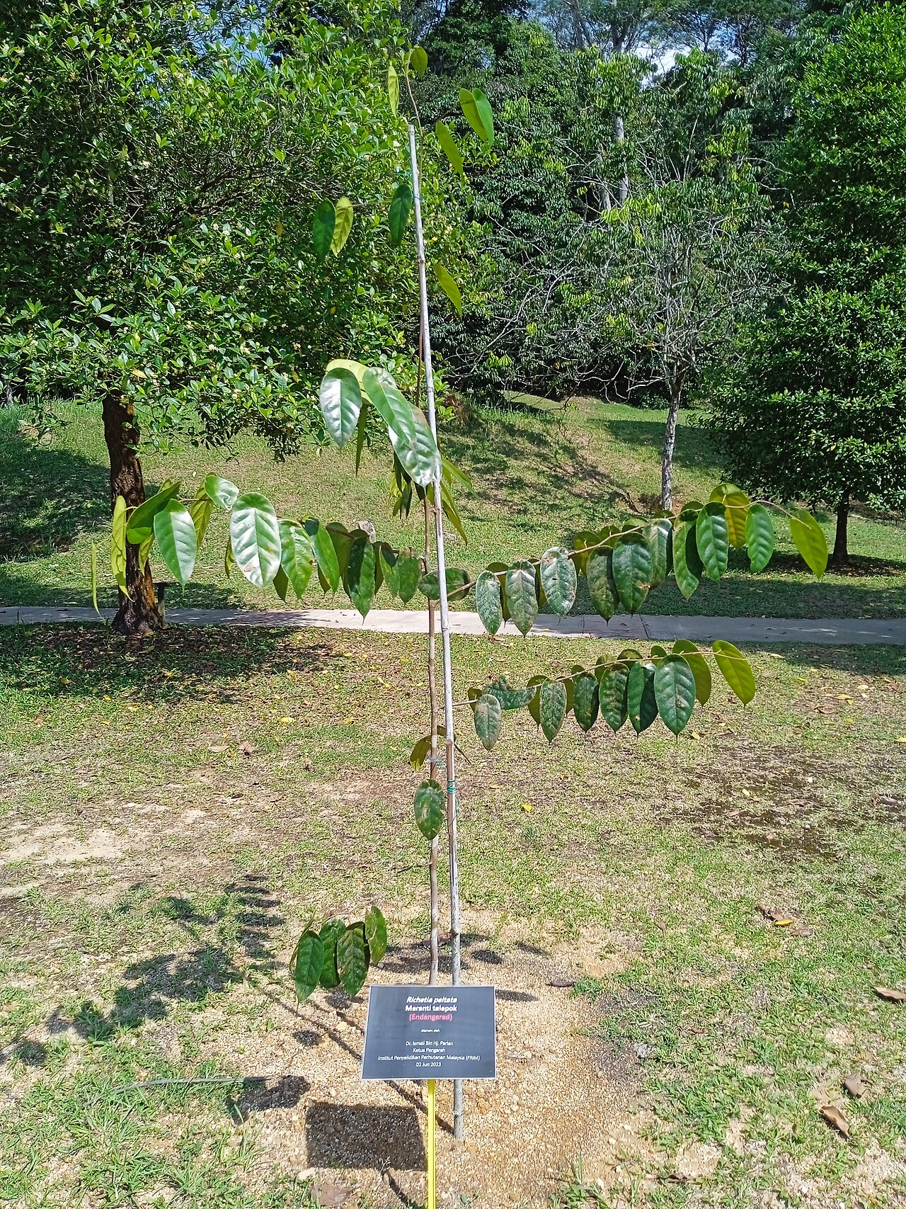 Yellow meranti: Pokok meranti telepok (Richetia peltata) di Taman Botani Kepong, Malaysia