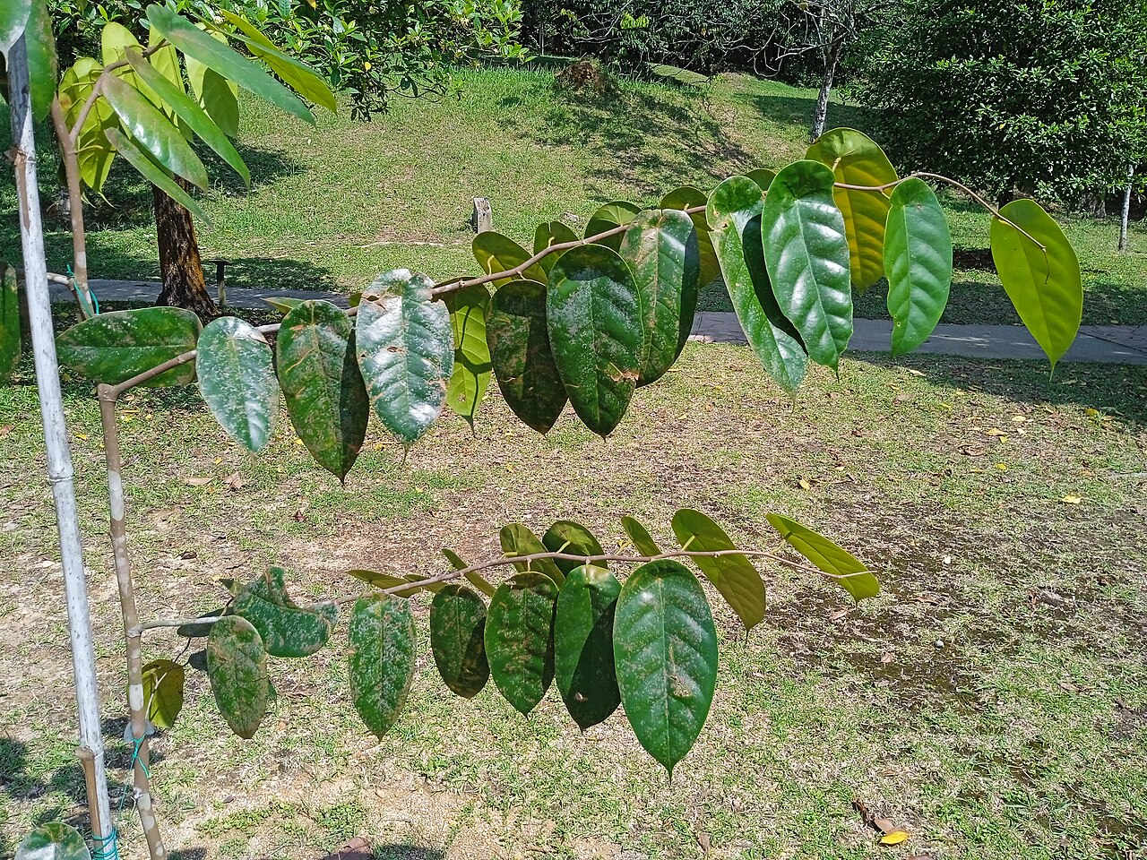 Yellow meranti: Pokok meranti telepok (Richetia peltata) di Taman Botani Kepong, Malaysia