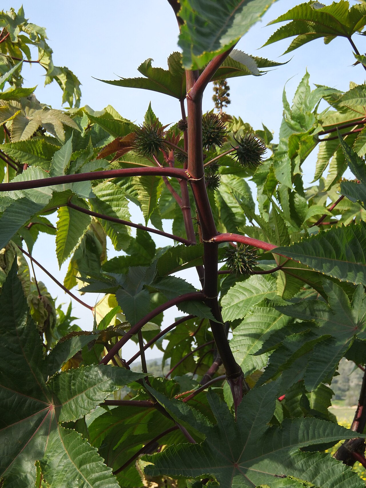 Castor oil plant: Ricinus communis