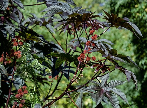 Castor oil plant: Ricinus communis