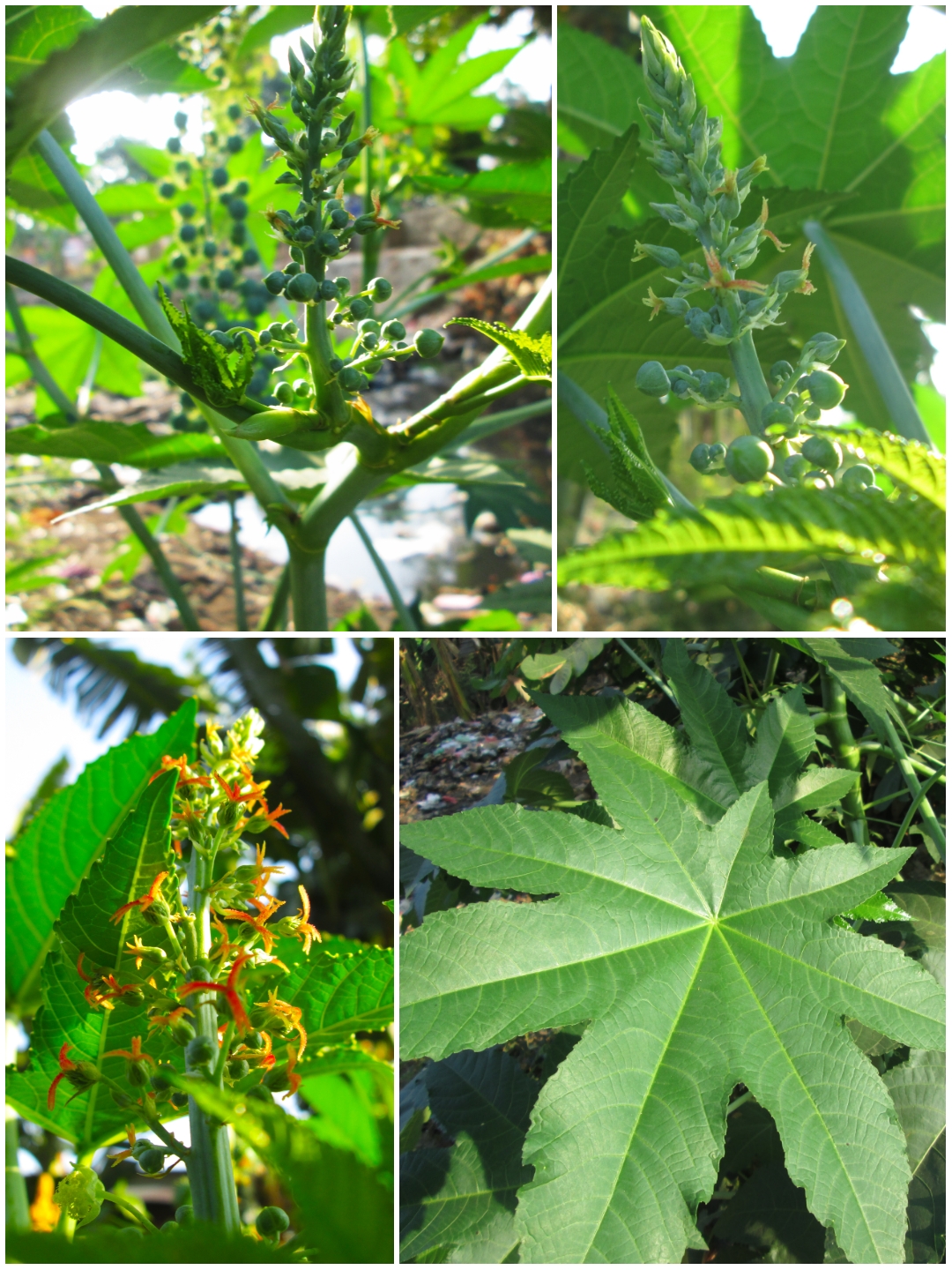 Castor oil plant: ricinus communis