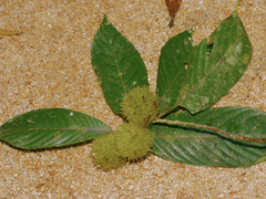 Rinorea anguifera (Rinorea anguifera)