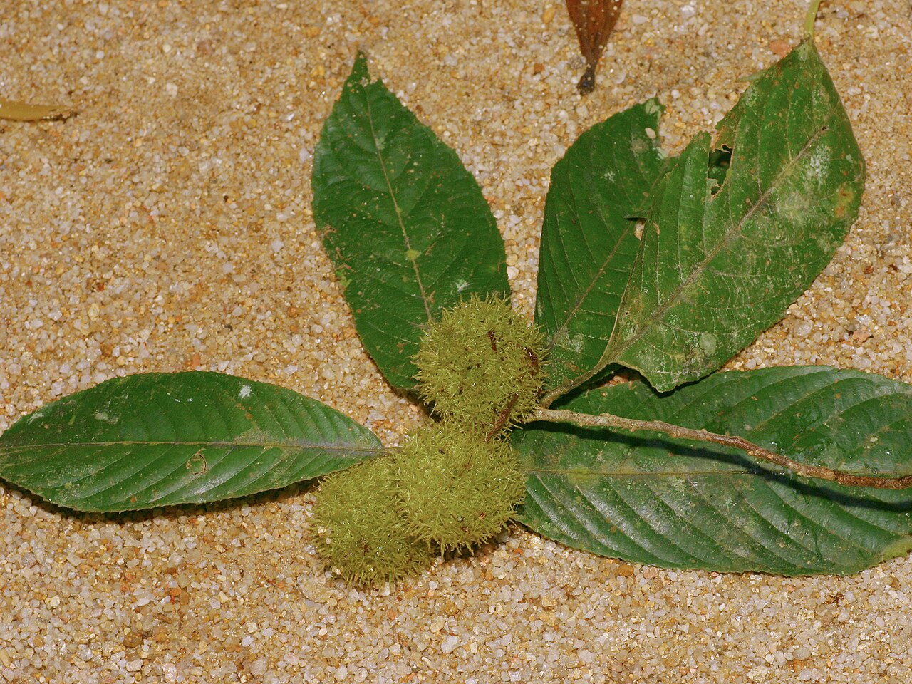 Rinorea anguifera: Rinorea anguifera in Malaysia