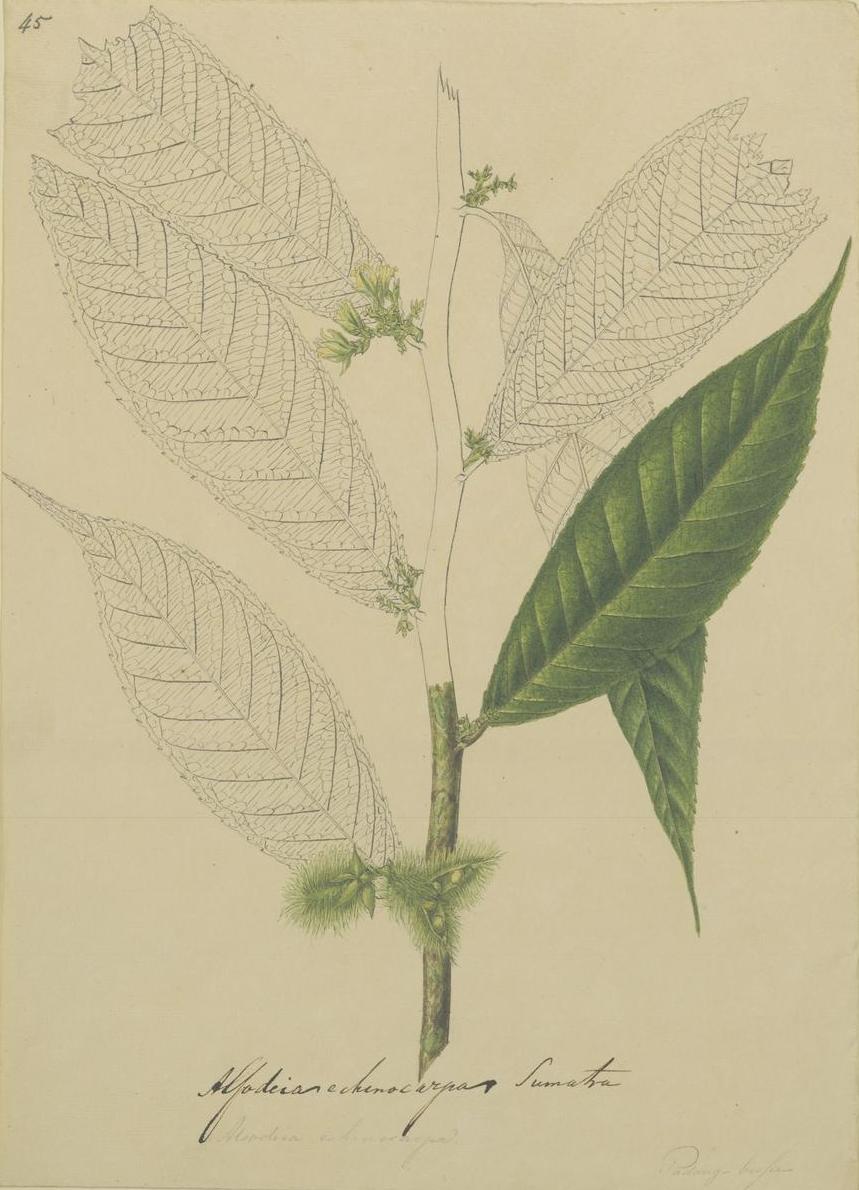 Rinorea anguifera: Rinorea anguifera Kuntze