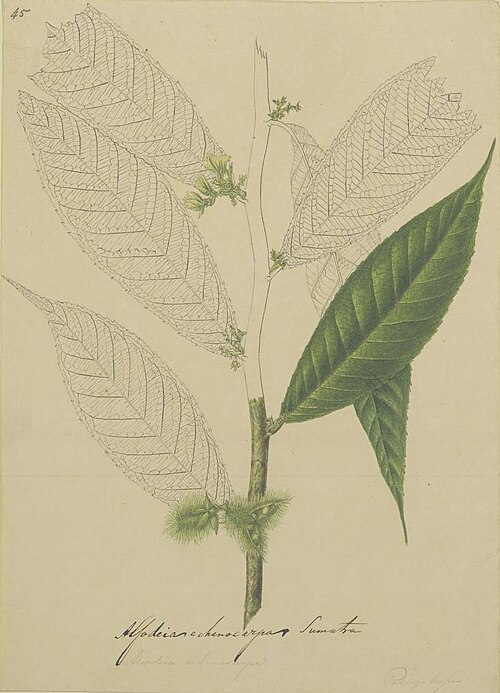 Rinorea anguifera: Rinorea anguifera Kuntze