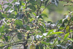 Narrow-leaf violet-bush (Rinorea angustifolia)