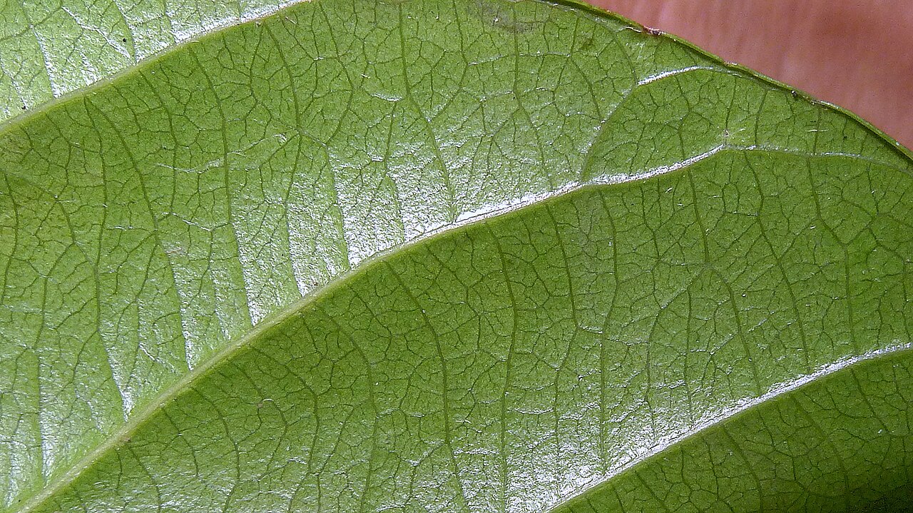 Rinorea bahiensis: Rinorea bahiensis (Moricand) Kuntze