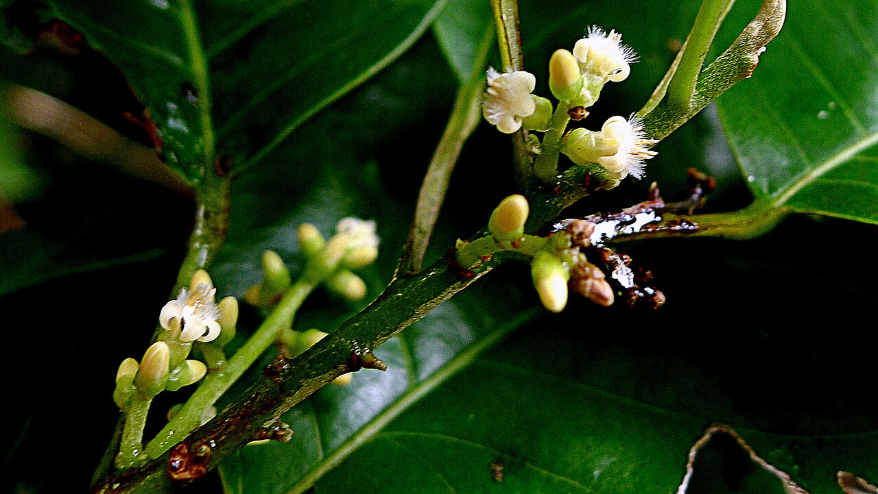 Rinorea bahiensis: Rinorea bahiensis (Moricand) Kuntze
