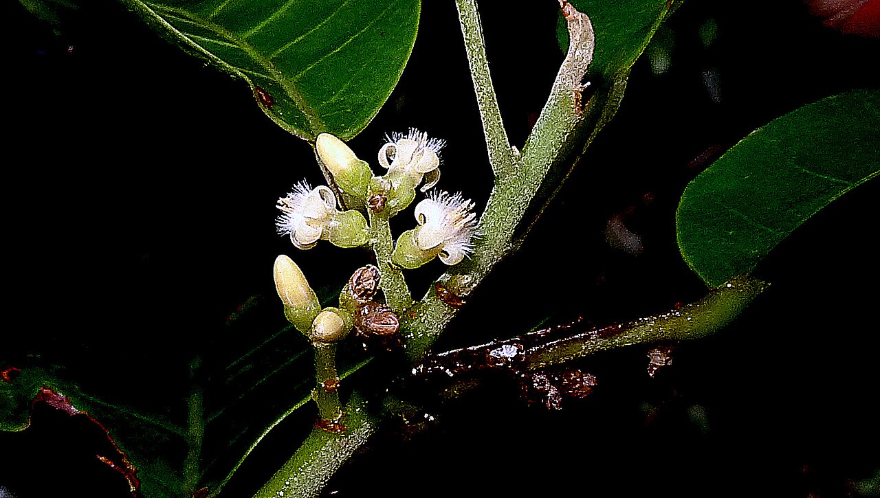 Rinorea bahiensis: Rinorea bahiensis (Moricand) Kuntze