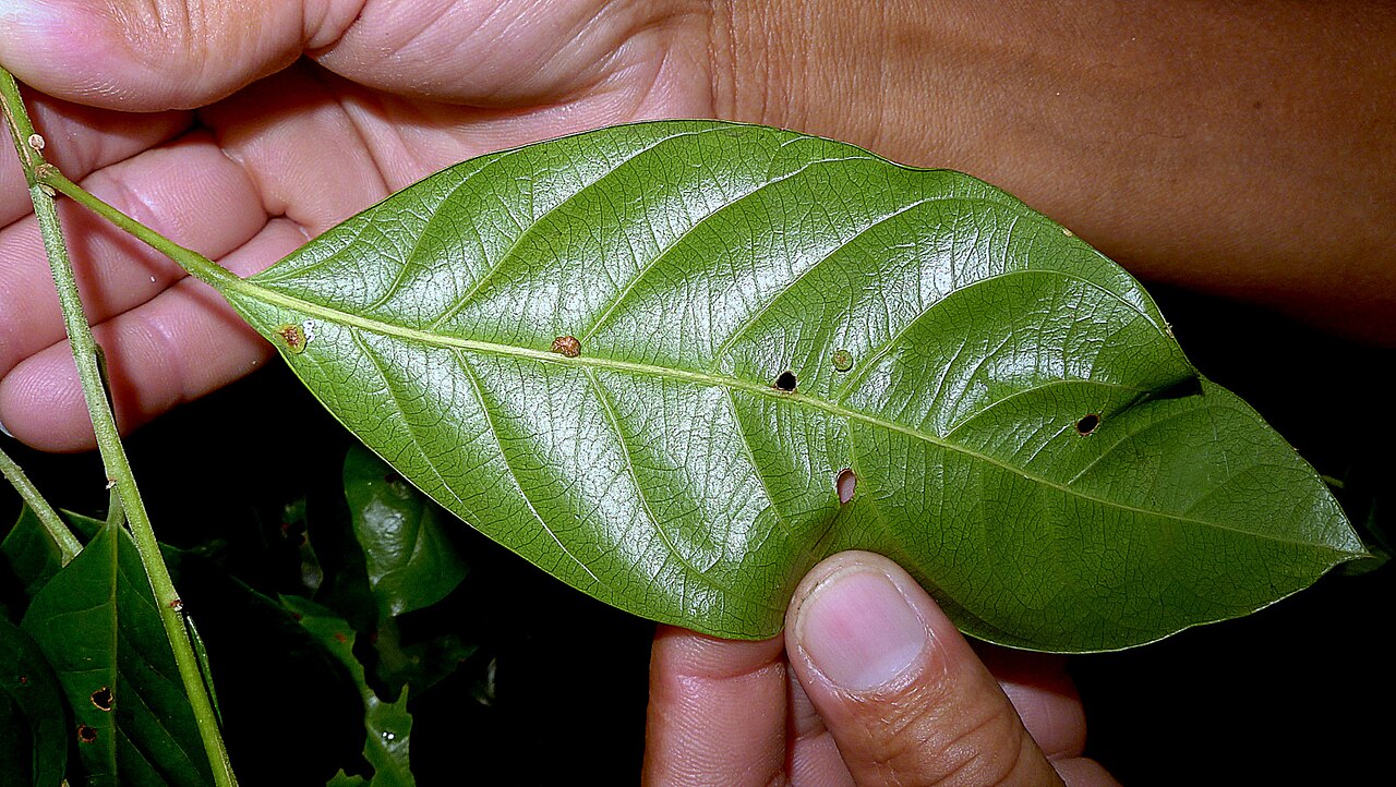 Rinorea bahiensis: Rinorea bahiensis (Moricand) Kuntze