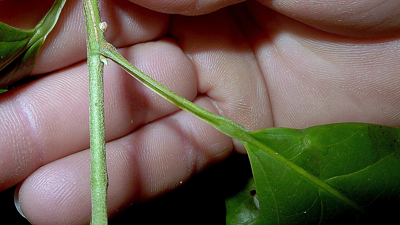 Rinorea bahiensis: Rinorea bahiensis (Moricand) Kuntze